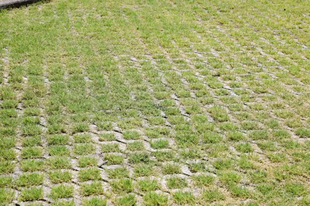 Réalisation - VRD Dalles gazon SAPEB | Béton Futé : Sapeb Martinique, Préfakit, SDPI